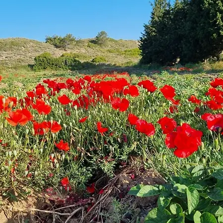 Nar * Datça